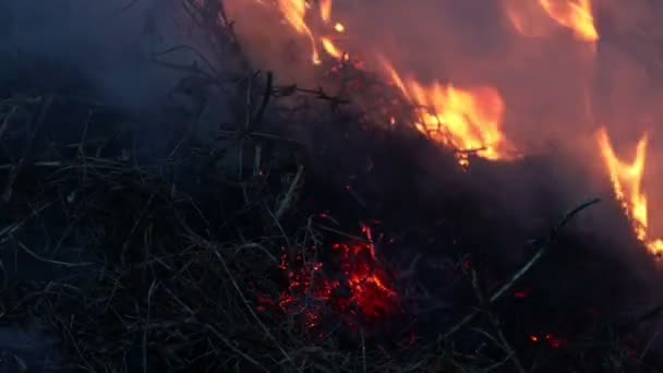 Az elmúlt években száraz fű éget, parázslik és füstöl közelről — Stock videók