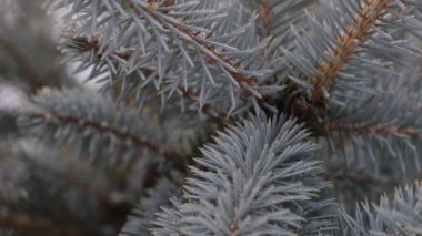 Mavi bir Noel ağacının dalları ve iğneleri beyaz karın arka planında. yumuşak video ve kış havası