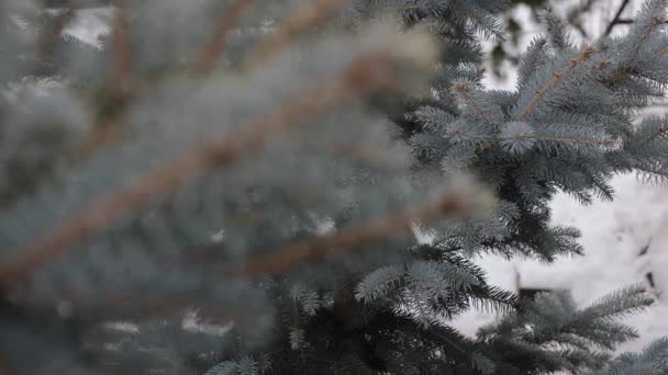 Smooth slow motion of the camera between beautiful blue spruce trees close-up on a background of white snow. Winter holiday mood in anticipation of christmas — Vídeos de Stock