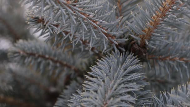 Ramos e agulhas de uma árvore de Natal azul fecham-se em um contexto da neve branca. vídeo suave com humor de inverno — Vídeo de Stock