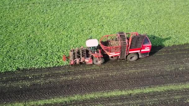 Filmagem aérea de um drone de uma beterraba que colhe no campo. Agricultura e agricultura — Vídeo de Stock