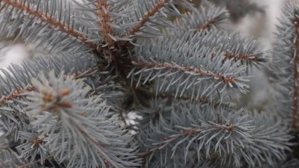 Ramos e agulhas de uma árvore de Natal azul fecham-se em um contexto da neve branca. vídeo suave com humor de inverno — Vídeo de Stock