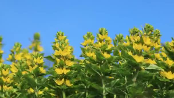 Bright yellow wildflowers with green stems against a blue contrast sky. A colorful picture with a slight breeze — Stock Video