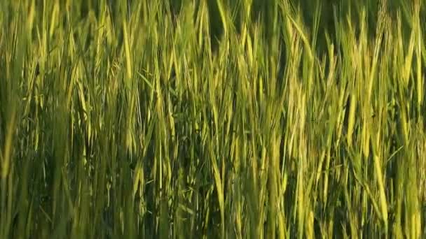 Уши свежей, но зеленой пшеницы раскачиваются на ветру в поле — стоковое видео
