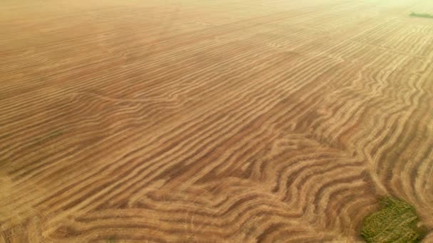 Fly over the field after harvest. Incredible landscapes and textures. The dug-up strips left by the combines form geometric lines stretching parallel to each other to the horizon — Stock Video