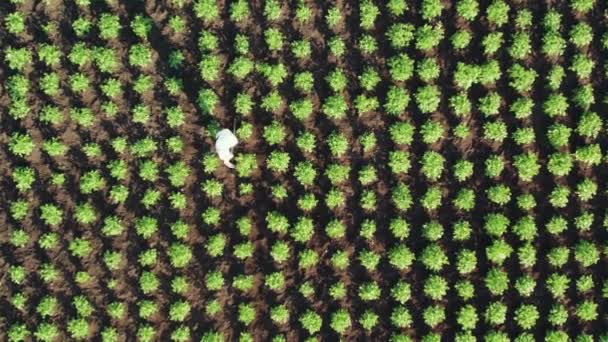 Flygbilder på en kvinnlig bonde ger potatisgröda. Hantverk på jordbruksmark. ovanifrån — Stockvideo