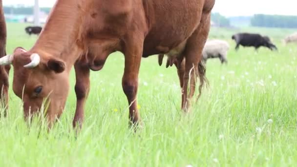 Les animaux de ferme paissent dans les pâturages et mangent de l'herbe fraîche. Gros plan sur les vaches chèvres et béliers — Video