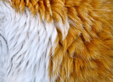 The cat's fur clipart