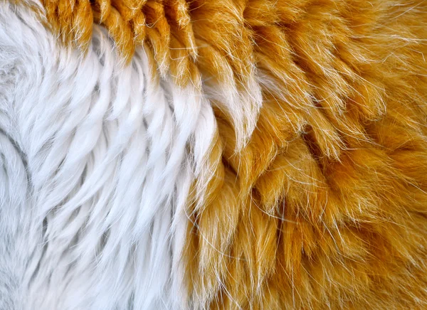 Kedi kürk