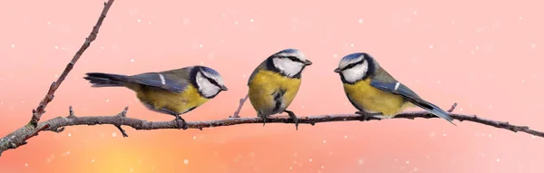 蓝色的山雀栖息在杏枝上 映衬着粉红的天空 — 图库照片