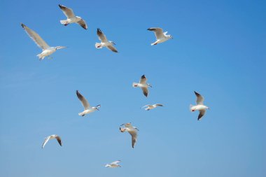 Mavi gökyüzüne karşı bir martı sürüsünün yakın çekimi