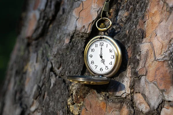 Großaufnahme Auf Einer Bronzenen Taschenuhr Auf Baumstammrinde — Stockfoto