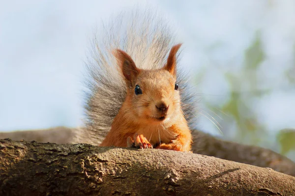 Großaufnahme Eines Roten Eichhörnchens Das Auf Einem Ast Vor Dem — Stockfoto