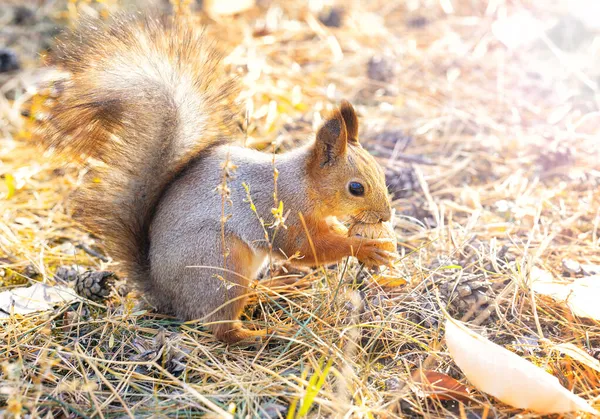 Nahaufnahme Eines Roten Eichhörnchens Das Eine Ganze Walnuss Hält — Stockfoto