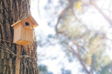 Ormandaki ağaç gövdesine yerleştirilmiş yuva kutusu, boşluğu kopyala