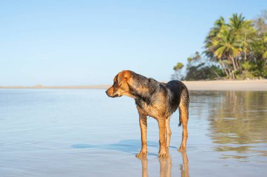 Islak köpek yüzdükten sonra okyanus kıyısında yürüyor.