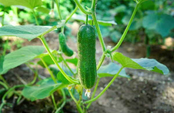 Close Fresh Cucumber Vine Garden Ready Harvesting — Stock Photo, Image