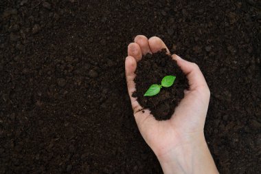 Genç bir bitkiyle toprağı tutan dişi el. Tohum ekiyorum..