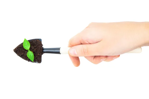 Human Hand Holding Garden Transplanter Soil Young Plant Top Isolated — Stock Photo, Image