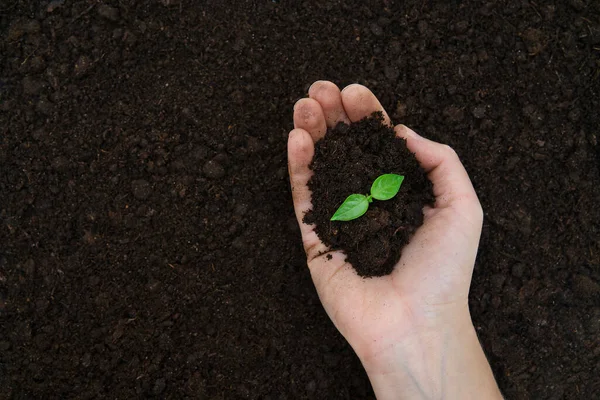 雌手托着泥土 幼小的植物生长着 种植幼苗 — 图库照片