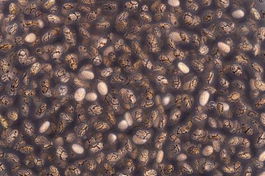 Chia tohumları makro arkaplan nemlendiriliyor