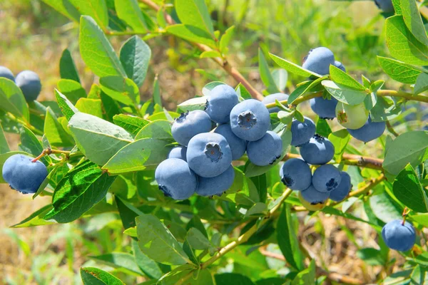 Blueberries Cluster Close — Stock Photo, Image
