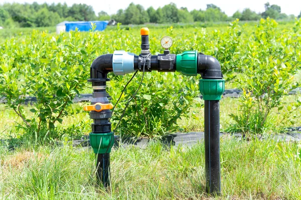 Elementi Del Sistema Irrigazione Goccia Dell Azienda Agricola Mirtilli — Foto Stock