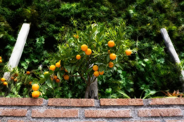 ヘッジに熟した果実を持つ小さなみかんの木 — ストック写真