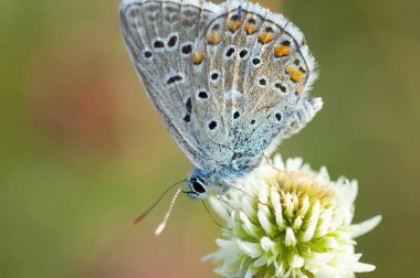 Close-up of a butterfly pollinating a flower on a sunny day.
