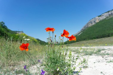 Mavi gökyüzüne ve dağlara bakan gelincikler..