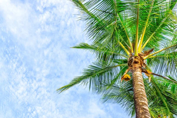 蓝天背景下椰子树的最底层视图 — 图库照片