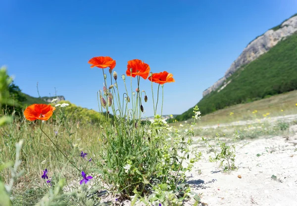 Bush of blooming poppy flowers against a mountains background.