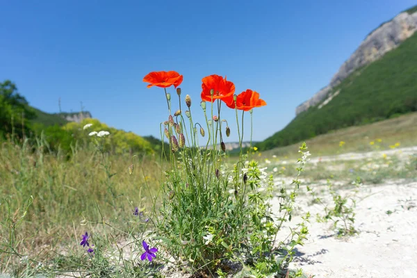 Single bush of blooming poppy flowers against a mountains background.