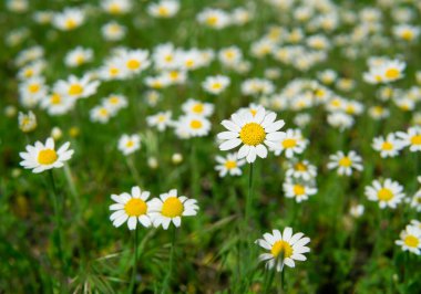 İlkbaharda çiçek açan papatyalar, seçici odak.