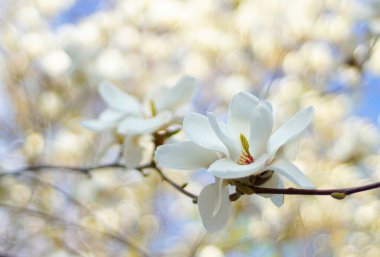 Serpilen beyaz manolya çiçeği Kremsi bir ilkbahar arka planında.