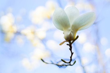 Beyaz bir manolya çiçeğinin tam çiçeklendiği yakın plan.