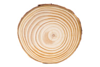 Yuvarlak ahşap kesim beyaz arka planda izole edilmiş..