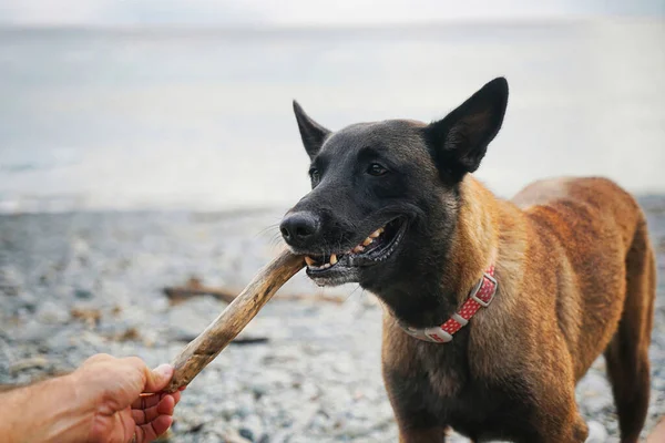 Dışarıda Sopayla Oynayan Bir Köpeğin Portresi — Stok fotoğraf