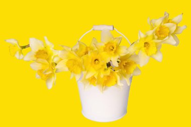 Sarı arka planda izole edilmiş çelik kovadaki taze sarı nergislerden yapılan bahar çiçekleri düzenlemeleri..