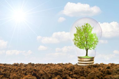 Toprakta mavi bulutlu bir gökyüzüne karşı büyüyen bir ampulün içindeki minyatür yeşil ağaç. Yaratıcı sürdürülebilir enerji kavramı.