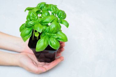Top-side view of female hands holding a black container with fresh sweet basil against a concrete table background with copy space.
