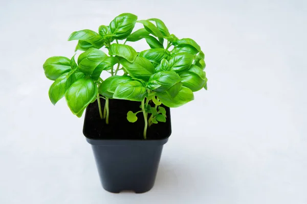 Fresh Sweet Basil Small Pot Neutral Background Growing Basil Indoors — Stok fotoğraf
