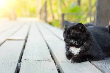 Kara kedi güneşin altında güneşleniyor. Tahta bir platformun üzerinde.