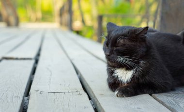 Kara kedi, kapalı gözlerle dışarıda bir platformda uzanmanın tadını çıkarır..