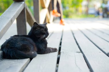 Kapalı gözlerle dışarıda tahtadan bir platformda dinlenen kara kedi..