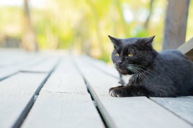 Tahta bir platformda dinlenen siyah bir kedinin mahsul manzarası..