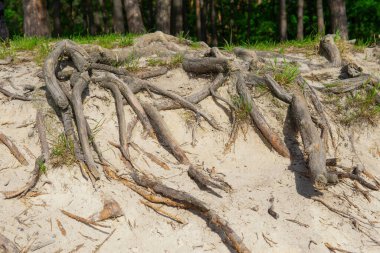 Toprak erozyonundan dolayı yerden yükselen büyük ağaç kökleri alanı.