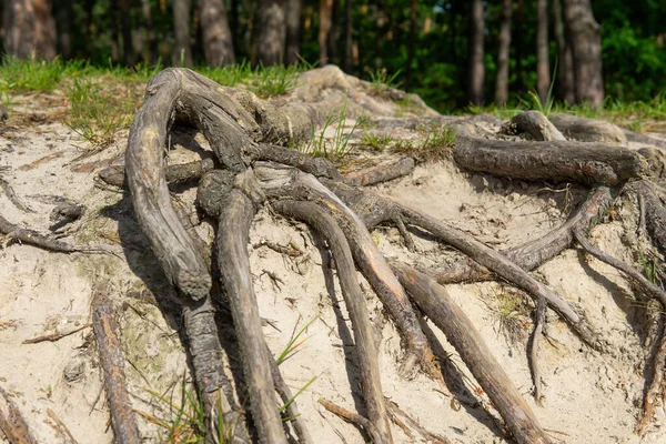Çam ağaçları ormanının yüzey ağacı kökleri. Yukarıdaki kökleri olan ağaçlar düzeltiliyor.