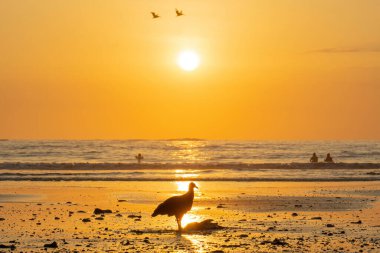 Gün batımında Kosta Rika sahilinde ölü bir balığın yanında duran siyah bir akbabanın profil çekimi..