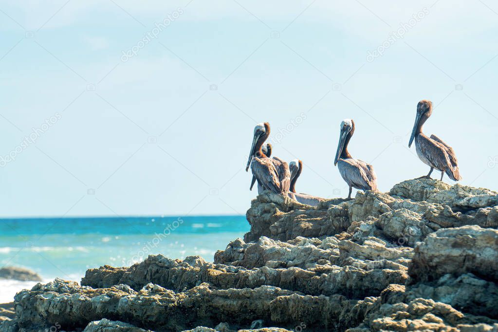 Brown pelicans (pelecanus occidentalis) having a rest on rocks against the ocean background. Costa Rican wildlife.